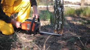 Best Tree Disease Treatment  in Selinsgrove, PA