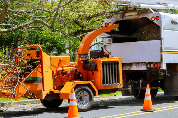 Best Lot and Land Clearing  in Selinsgrove, PA