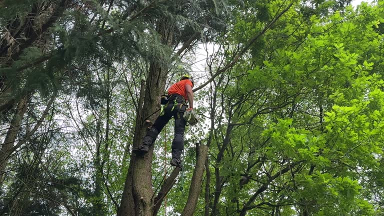 Leaf Removal in Selinsgrove, PA