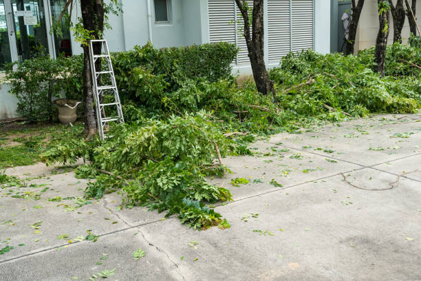 How Our Tree Care Process Works  in Selinsgrove, PA